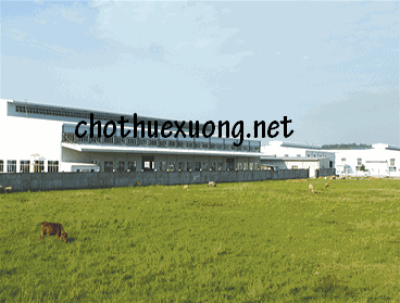 Bán đất CN và nhà xưởng tại xã Cao An, huyện Cẩm Giàng Hải Dương