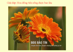 Tìm hiểu hoa đồng tiền nở bao lâu thì tàn?