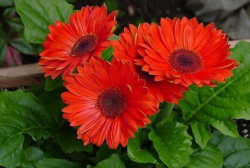 Thông tin về Hoa đồng tiền đỏ với ý nghĩa gì