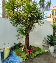 Nguyên nhân cây phát tài núi bị khô đầu lá