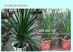 Đặc điểm về cây phát tài núi lá Kim