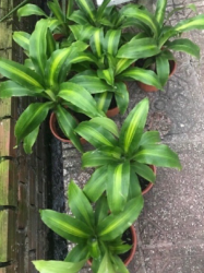 Tư vấn ngay: Cây phát tài núi sở hữu mấy chiếc