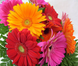 Giải đáp các bệnh thường gặp ở hoa đồng tiền