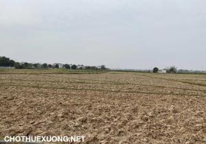 Chuyển nhượng đất sản xuất 1.4ha ở Tân Yên Bắc Giang